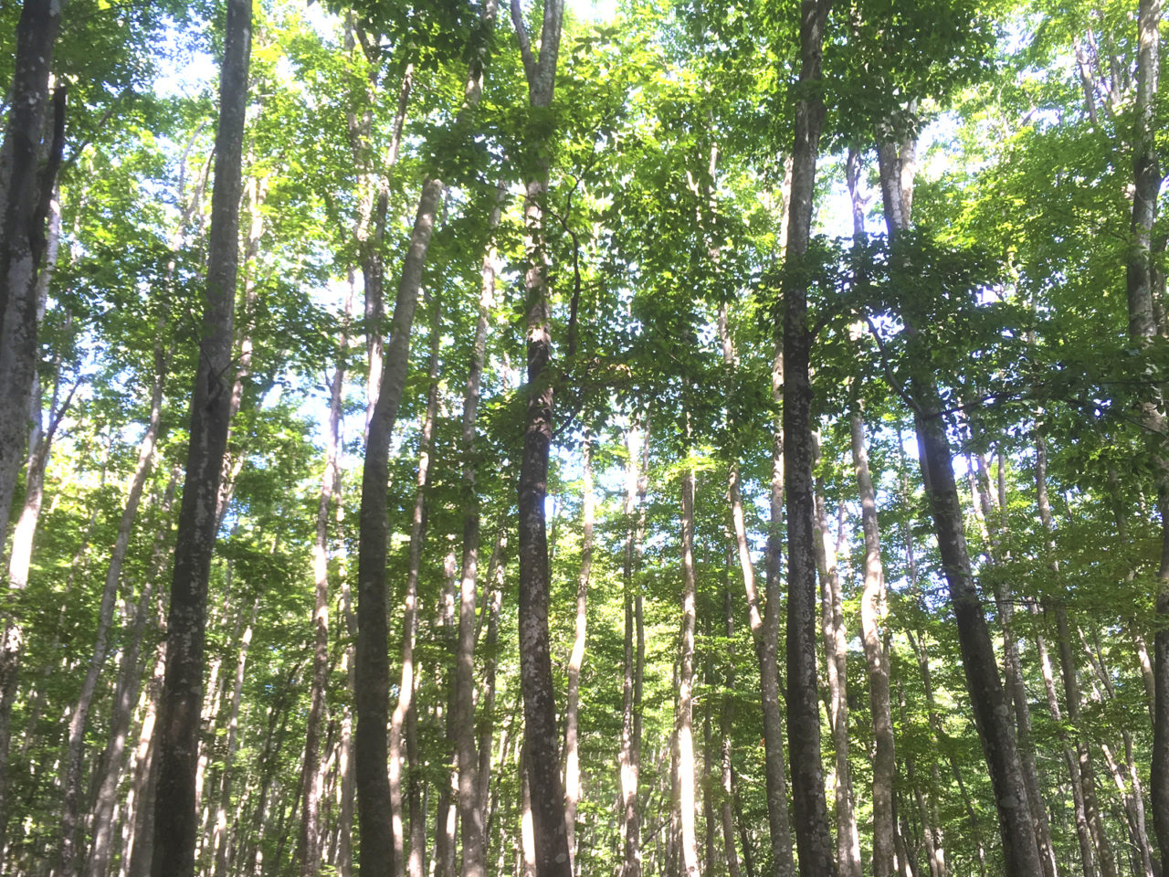 2019年9月7日 十日町市・美人林